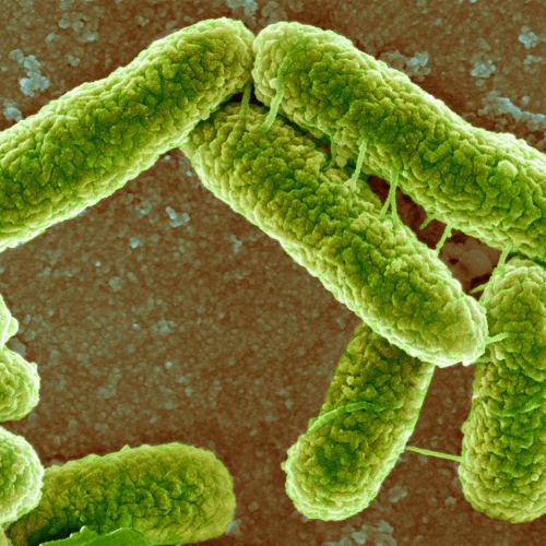 echerischia coli